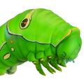 Soft Vinyl Toy Box 007 Asian Swallowtail Larva (Re-run) thumbnail 7