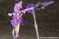 Megami Device 1/1 Scale Model Kit: Chaos & Pretty Witch thumbnail 15