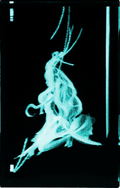 Dies irae Premium Crystal: Marie thumbnail 7