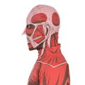 Trantrip Attack On Titan - Colossus Titan Costume Set (M Size) thumbnail 3