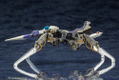 Hexa Gear 1/24 Scale Model Kit: Motor Punisher LA Ver. thumbnail 4