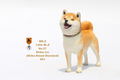 Mr.Z 1/6 Scale Animal Model: Japanese Shiba Inu 001 thumbnail 10