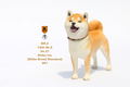Mr.Z 1/6 Scale Animal Model: Japanese Shiba Inu 001 thumbnail 13