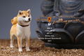 Mr.Z 1/6 Scale Animal Model: Japanese Shiba Inu 001 thumbnail 15