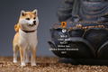 Mr.Z 1/6 Scale Animal Model: Japanese Shiba Inu 001 thumbnail 16