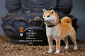 Mr.Z 1/6 Scale Animal Model: Japanese Shiba Inu 001 thumbnail 17