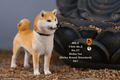 Mr.Z 1/6 Scale Animal Model: Japanese Shiba Inu 001 thumbnail 19