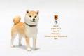 Mr.Z 1/6 Scale Animal Model: Japanese Shiba Inu 001 thumbnail 5