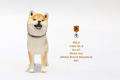 Mr.Z 1/6 Scale Animal Model: Japanese Shiba Inu 001 thumbnail 9
