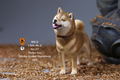 Mr.Z 1/6 Scale Animal Model: Japanese Shiba Inu 002 thumbnail 15