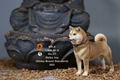 Mr.Z 1/6 Scale Animal Model: Japanese Shiba Inu 002 thumbnail 17