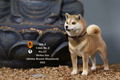 Mr.Z 1/6 Scale Animal Model: Japanese Shiba Inu 002 thumbnail 19