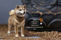 Mr.Z 1/6 Scale Animal Model: Japanese Shiba Inu 002 thumbnail 21