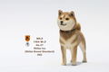 Mr.Z 1/6 Scale Animal Model: Japanese Shiba Inu 002 thumbnail 4