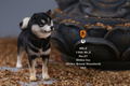 Mr.Z 1/6 Scale Animal Model: Japanese Shiba Inu 003 thumbnail 11