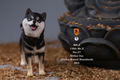 Mr.Z 1/6 Scale Animal Model: Japanese Shiba Inu 003 thumbnail 12