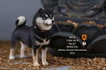 Mr.Z 1/6 Scale Animal Model: Japanese Shiba Inu 003 thumbnail 14