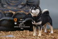 Mr.Z 1/6 Scale Animal Model: Japanese Shiba Inu 003 thumbnail 15