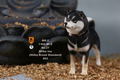 Mr.Z 1/6 Scale Animal Model: Japanese Shiba Inu 003 thumbnail 16