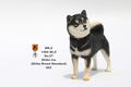 Mr.Z 1/6 Scale Animal Model: Japanese Shiba Inu 003 thumbnail 3