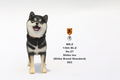 Mr.Z 1/6 Scale Animal Model: Japanese Shiba Inu 003 thumbnail 5