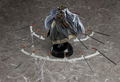 Re:Creators 1/8 Scale Pre-Painted Figure: Altair Holopsicon thumbnail 3