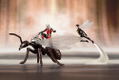 ARTFX+ Marvel Universe 1/10 Scale Pre-Painted Figure: Astonishing Ant Man & Wasp thumbnail 15