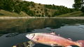 Ultimate Fishing Simulator <span class="ext" style="background-color: #2a475e; color: #FFFFFF;">STEAM</span> <span class="ext ext_digital">digital</span> thumbnail 2