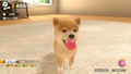 Little Friends: Dogs & Cats thumbnail 5