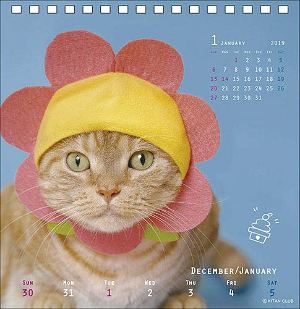 Kawaii Kawaii Neko No Kaburimono - 2019 Desktop Calendar