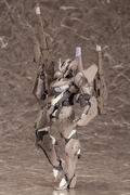 Frame Arms 1/100 Scale Model Kit: Zerotora thumbnail 2