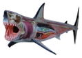 4D VISION Animal Dissection No. 02: Great White Shark Anatomy Model (Re-run) thumbnail 1