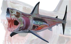 4D VISION Animal Dissection No. 02: Great White Shark Anatomy Model (Re-run)