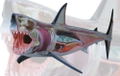 4D VISION Animal Dissection No. 02: Great White Shark Anatomy Model (Re-run) thumbnail 2