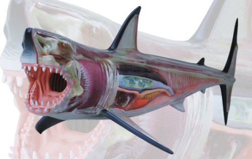 4D VISION Animal Dissection No. 02: Great White Shark Anatomy Model (Re-run) image 2