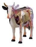 4D VISION Animal Dissection No. 03: Cow Anatomy Model (Re-run) thumbnail 1