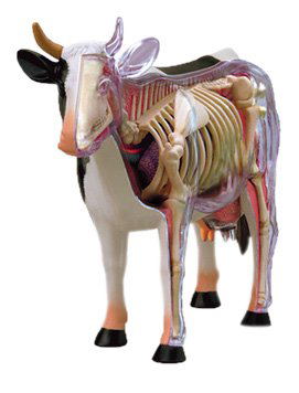 4D VISION Animal Dissection No. 03: Cow Anatomy Model (Re-run) image 1