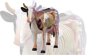 4D VISION Animal Dissection No. 03: Cow Anatomy Model (Re-run)