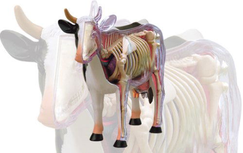 4D VISION Animal Dissection No. 03: Cow Anatomy Model (Re-run) image 2