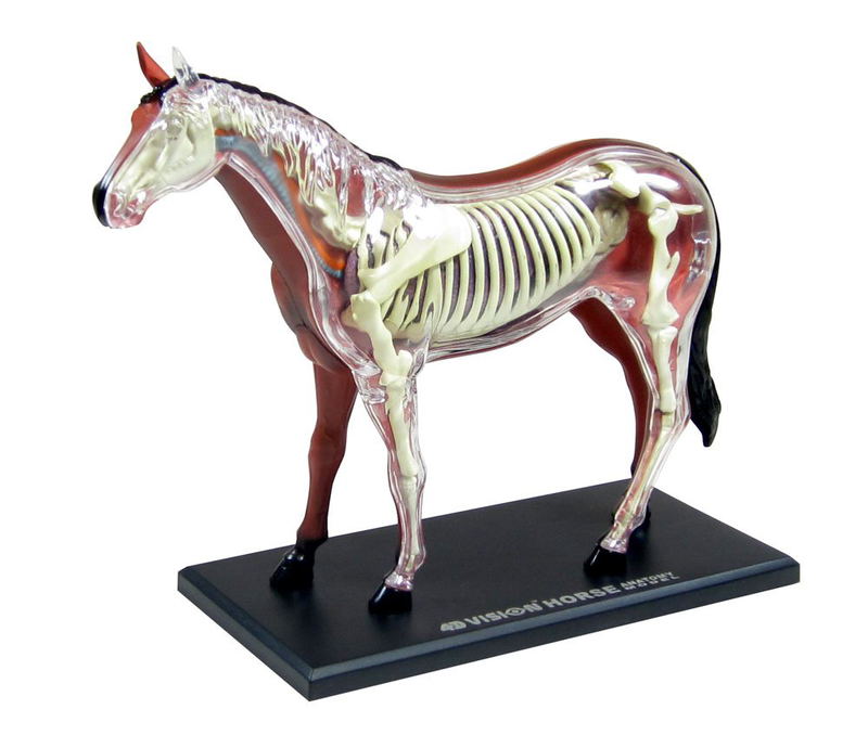 4D VISION Animal Dissection No. 04: Horse Anatomy Model (Re-run) image 1