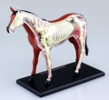 4D VISION Animal Dissection No. 04: Horse Anatomy Model (Re-run) thumbnail 2