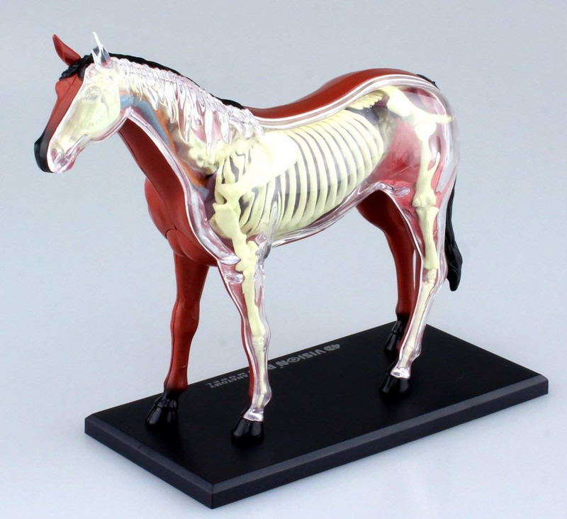 4D VISION Animal Dissection No. 04: Horse Anatomy Model (Re-run) image 2