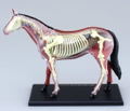4D VISION Animal Dissection No. 04: Horse Anatomy Model (Re-run) thumbnail 3