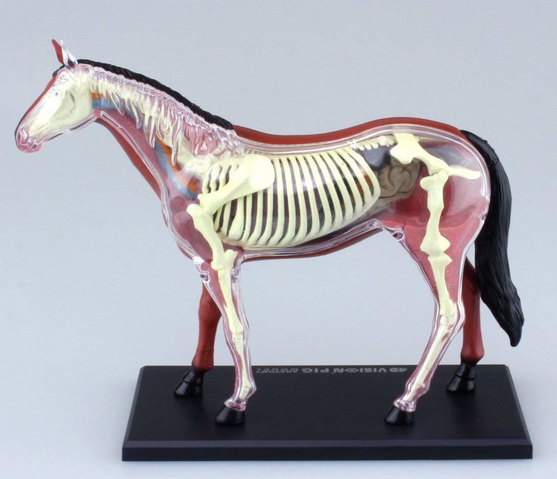 4D VISION Animal Dissection No. 04: Horse Anatomy Model (Re-run) image 3