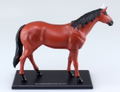 4D VISION Animal Dissection No. 04: Horse Anatomy Model (Re-run) thumbnail 4