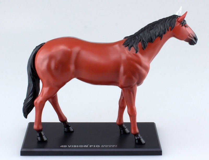 4D VISION Animal Dissection No. 04: Horse Anatomy Model (Re-run) image 4