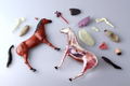 4D VISION Animal Dissection No. 04: Horse Anatomy Model (Re-run) thumbnail 5