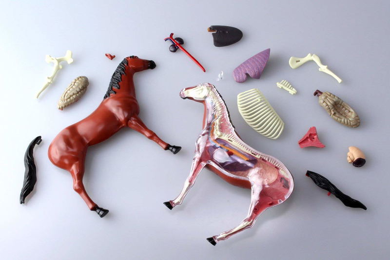 4D VISION Animal Dissection No. 04: Horse Anatomy Model (Re-run) image 5