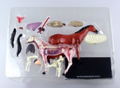 4D VISION Animal Dissection No. 04: Horse Anatomy Model (Re-run) thumbnail 6