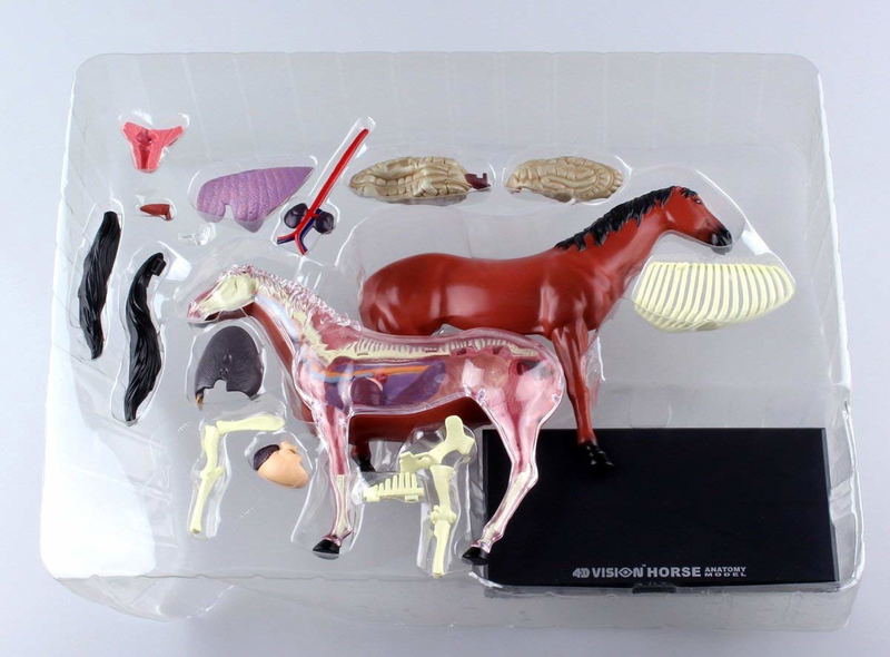 4D VISION Animal Dissection No. 04: Horse Anatomy Model (Re-run) image 6